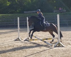 dressage horse Hubert's History (German Riding Pony, 2012, from Hennes II)