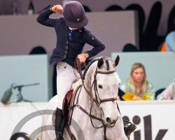 Springpferd IBN Dancer van Oz (Belgisches Warmblut, 2008, von Cicero Z van Paemel)