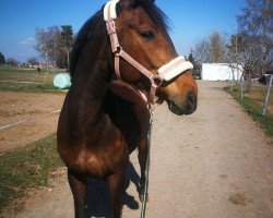 broodmare Heidi 648 (German Sport Horse, 2012, from Cador 5)