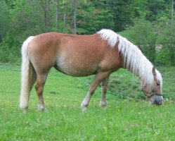 broodmare Ginagirl (Haflinger, 1992, from Winterstein)