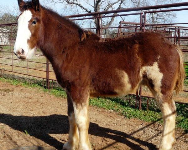 Pferd Stars & Bars (Clydesdale, 2016, von Dakota Billy the Kid)