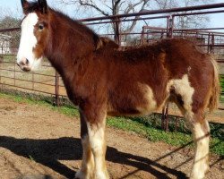 horse Stars & Bars (Clydesdale, 2016, from Dakota Billy the Kid)