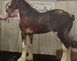 Pferd Starlane Sky Hy (Clydesdale, 2010, von Sky Classic 33215)