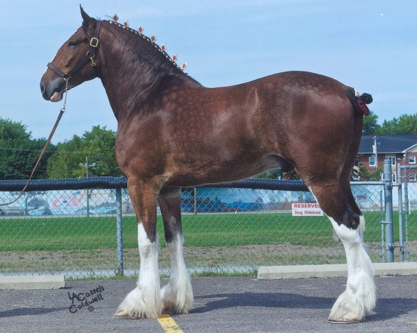 Pferd Starlane Dillon (Clydesdale, 2007, von Ozark's Royal Scot Enhancement)