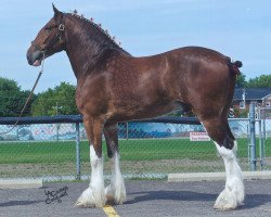 Pferd Starlane Dillon (Clydesdale, 2007, von Ozark's Royal Scot Enhancement)