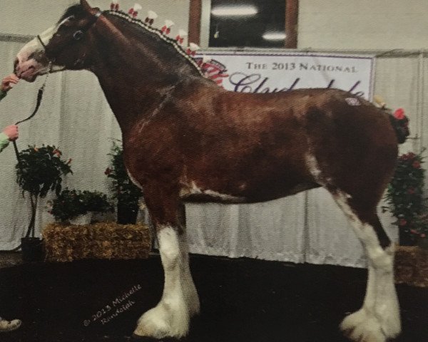 Pferd Starlane Daphne (Clydesdale, 2009, von Sky Classic 33215)