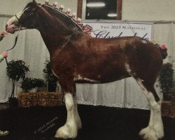 Pferd Starlane Daphne (Clydesdale, 2009, von Sky Classic 33215)