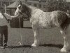 Zuchtstute Stamford Hall Jeanie (Clydesdale,  , von Millisle Solway Bay)