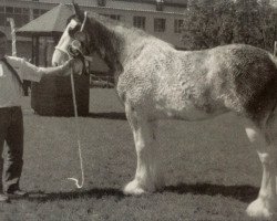 broodmare Stamford Hall Jeanie (Clydesdale,  , from Millisle Solway Bay)