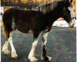 Pferd Stage Junction's Wave Runner (Clydesdale, 2018, von Grandview Jack's Warlock)