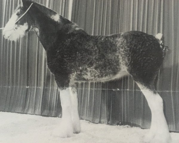 broodmare Stablemates Soozi (Clydesdale, 1993, from Brandon's Commanding Star)