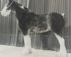 Zuchtstute Stablemates Soozi (Clydesdale, 1993, von Brandon's Commanding Star)