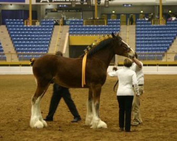 Pferd St Severin Gabriel's Big John (Clydesdale, 2013, von St. Severin Lord Gabriel)