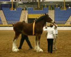 horse St Severin Gabriel's Big John (Clydesdale, 2013, from St. Severin Lord Gabriel)