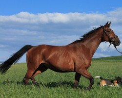 broodmare Beresina (Oldenburg, 2008, from Summertime)