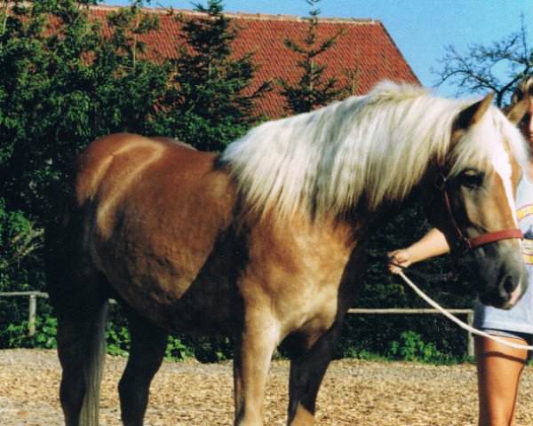 broodmare Gemma (Haflinger, 1988, from Star)