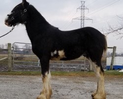 Pferd Millstone's Royal Marion (Clydesdale, 2019, von Maple Stone Excel)