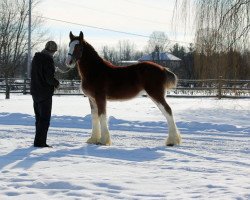 Pferd Sprucelane Persephone (Clydesdale, 2016, von Brucedale Inspiration)