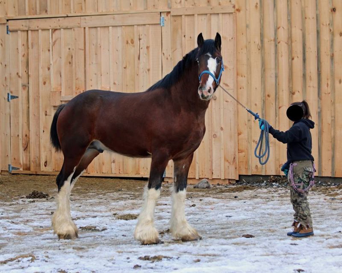 horse Sprucelane King's Gold (Clydesdale, 2014, from Oak Park Buddy)