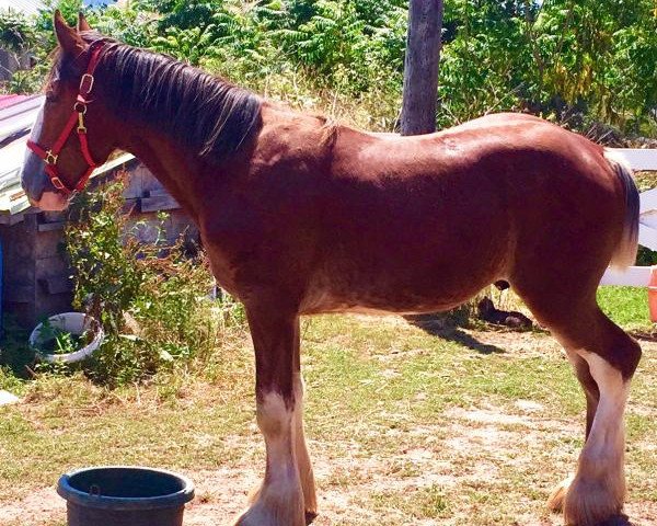 horse Sprucelane King William (Clydesdale, 2015, from Oak Park Buddy)