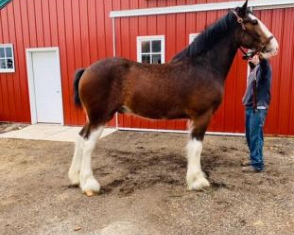 horse Sprucelane Hey Mickey (Clydesdale, 2016, from Brucedale Inspiration)