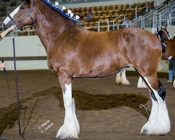 horse Sprucelane Argyll Rose Bud (Clydesdale, 2013, from Oak Park Buddy)