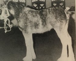 Zuchtstute Wilkiegil Princess (Clydesdale, 1992, von Benedictine Gold Nugget)