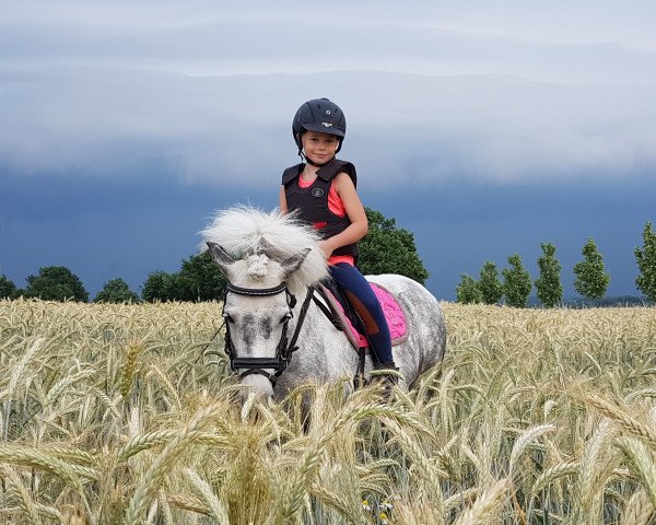 Pferd Missipip (Shetland Pony, 2011, von Olly)