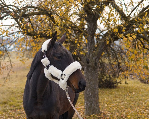 Pferd Eira THC (Anglo Europäisches Sportpferd, 2016, von Szamuraj xx)