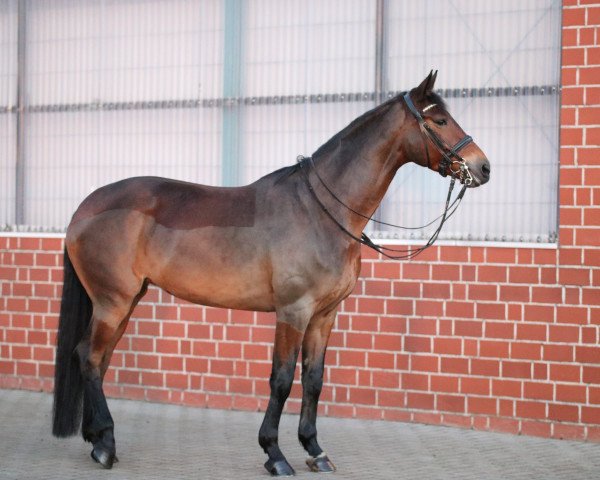 dressage horse Brilliants Bonny Lou (Rhinelander, 2015, from Barroso)