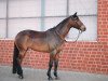 dressage horse Brilliants Bonny Lou (Rhinelander, 2015, from Barroso)