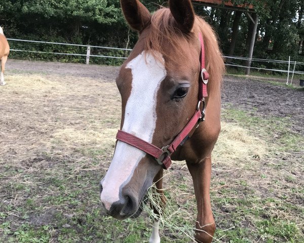 Springpferd Haley Valientes (Oldenburger Springpferd, 2018, von Hickstead White)