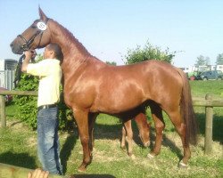 broodmare Loana (Hanoverian, 2005, from Londonderry)