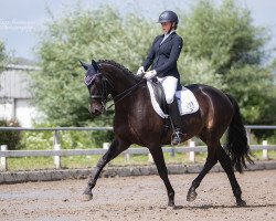 dressage horse Portwein 5 (Trakehner, 2009, from Hofrat)