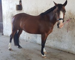 horse Julymoon vom Alten Grenzhof (German Riding Pony, 2008, from Nordlicht)