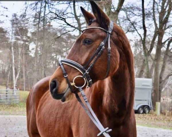 dressage horse Bella Vita (German Sport Horse, 2014, from Belantis)