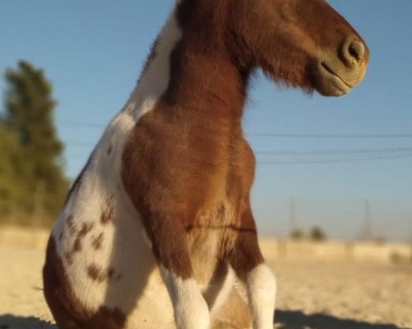 horse Bert (Shetland pony (under 87 cm), 2017)