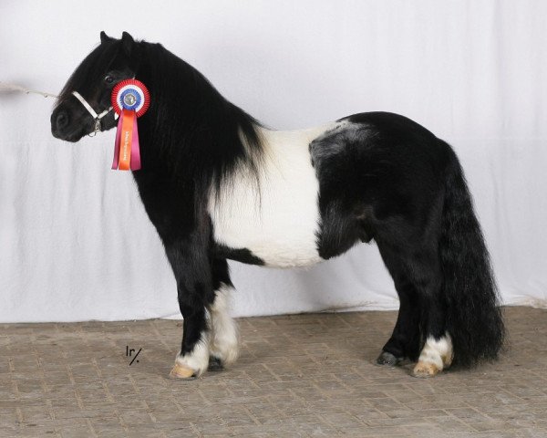 Deckhengst Amigo van Stal van Aschberg (Shetland Pony, 2007, von Napoleon v.d.Kortenhof)