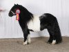 stallion Amigo van Stal van Aschberg (Shetland Pony, 2007, from Napoleon v.d.Kortenhof)