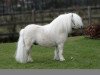 stallion Kerswell Cloud (Shetland pony (under 87 cm), 1999, from Kerswell Mistral)