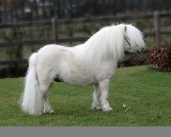 Deckhengst Kerswell Cloud (Shetland Pony (unter 87 cm), 1999, von Kerswell Mistral)