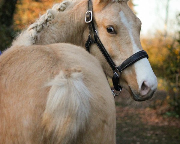 dressage horse HK Dragonheart (German Riding Pony, 2019, from Dragostea Din Tei)