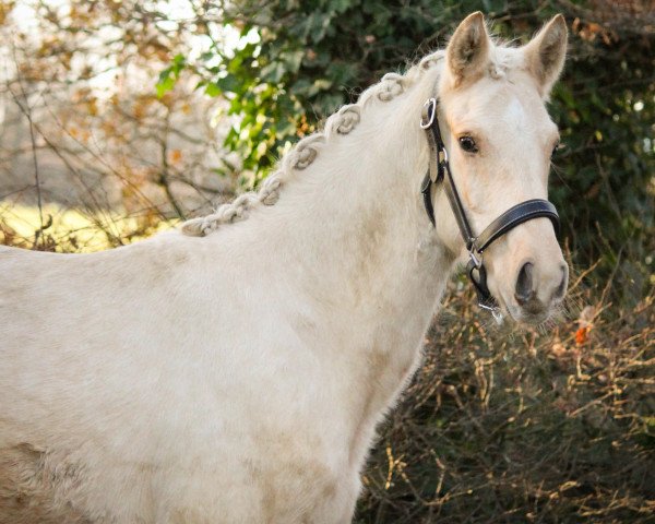 jumper Newt Scamander FS (German Riding Pony, 2019, from Heidbergs Nancho Nova)