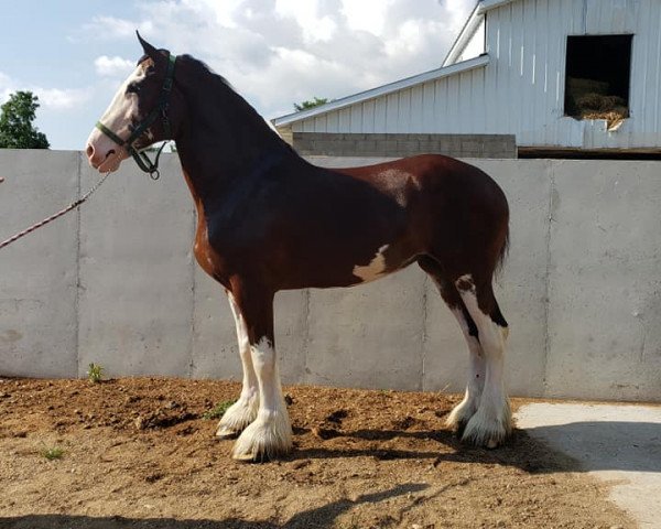 horse Sprucelane Turn It Up (Clydesdale, 2016, from Brucedale Inspiration)