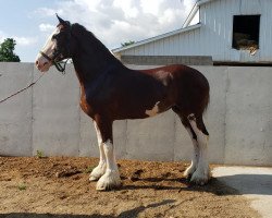 horse Sprucelane Turn It Up (Clydesdale, 2016, from Brucedale Inspiration)