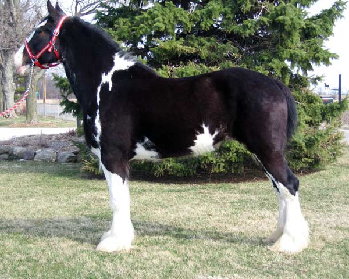 broodmare Wolf Mound's Megan (Clydesdale, 2001, from Donegal Midnight Express)