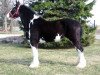 broodmare Wolf Mound's Megan (Clydesdale, 2001, from Donegal Midnight Express)