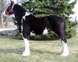 Zuchtstute Wolf Mound's Megan (Clydesdale, 2001, von Donegal Midnight Express)