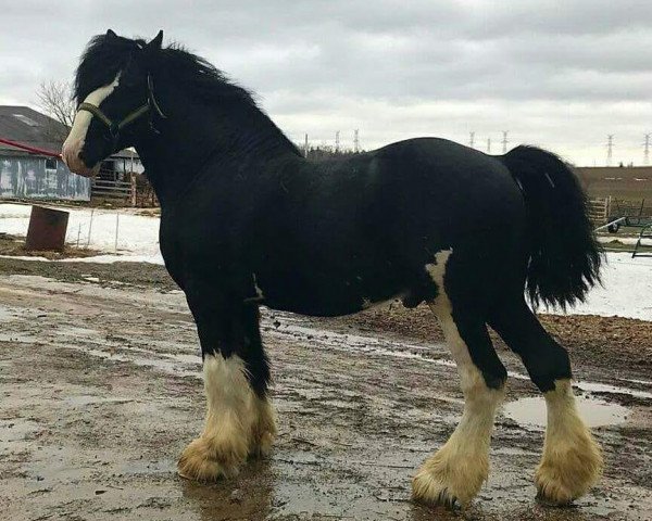 stallion Wolf Mound's Noble Icon (Clydesdale, 2007, from Eel River Victor's Nootka)