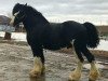 stallion Wolf Mound's Noble Icon (Clydesdale, 2007, from Eel River Victor's Nootka)